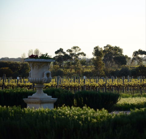 Angas Plains Wines Cellar Door - Accommodation Sydney 1