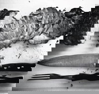 The Queensland Hotel - Accommodation Sydney