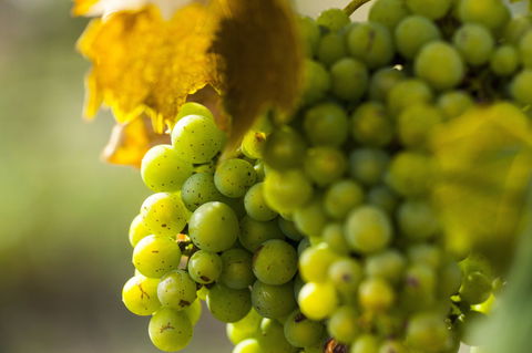 Affleck Vineyard - Sydney 4u 0
