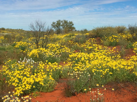 Espress Grill - Accommodation Sydney 0