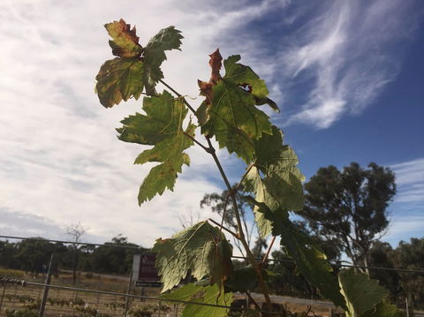 Banca Ridge Cellar Door And Vineyard - Accommodation Sydney 0