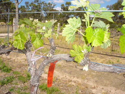 Banca Ridge Cellar Door And Vineyard - Accommodation Sydney 1