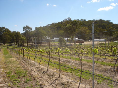 Banca Ridge Cellar Door And Vineyard - Accommodation Sydney 2