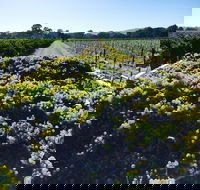 Willows Vineyard - Sydney 4u