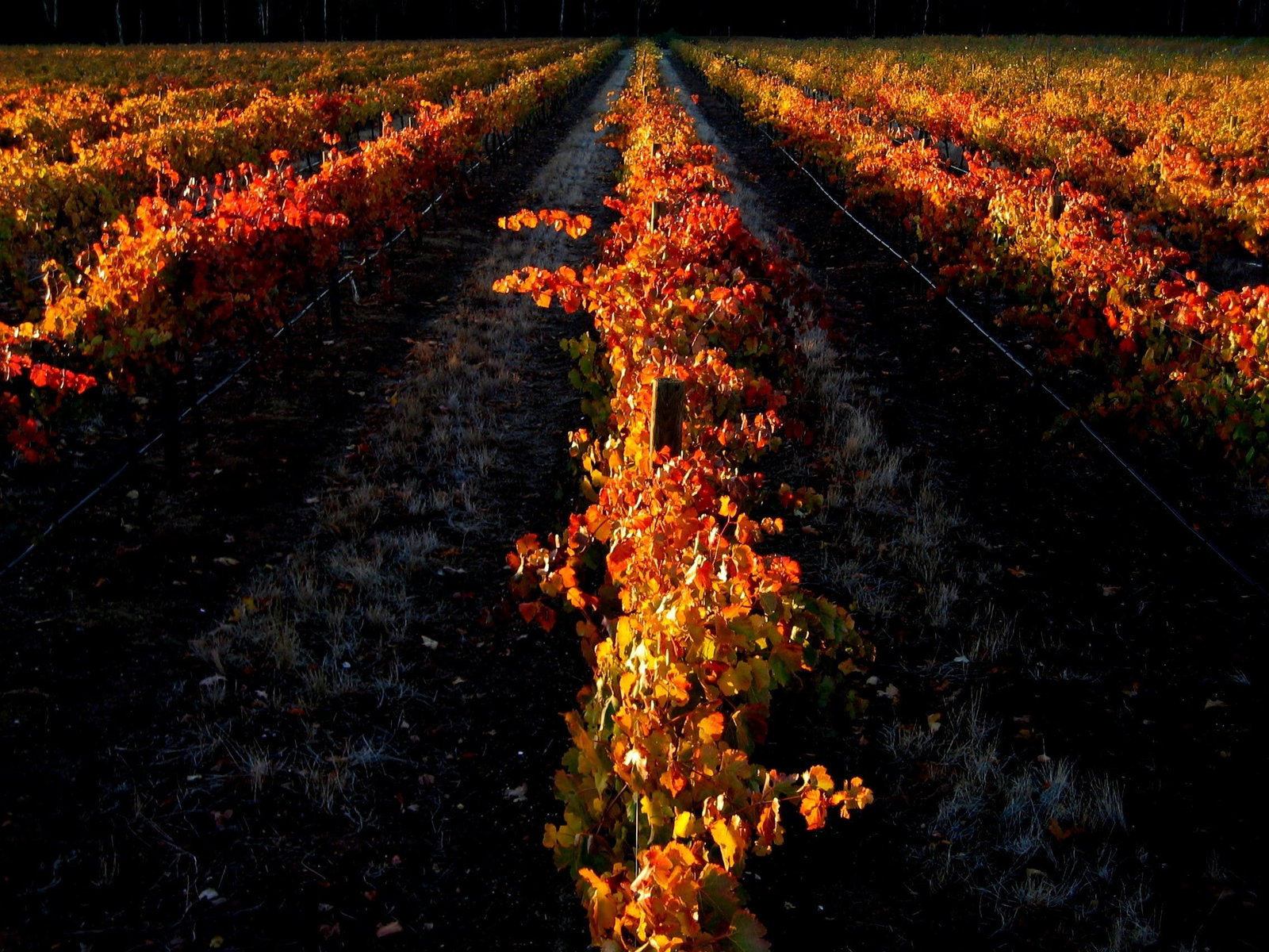 Myers Flat VIC Accommodation Sydney