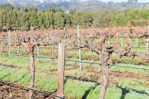 Paisley Wines - Sydney 4u 2