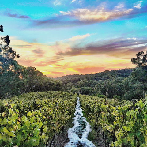 Between The Vines Cellar Door - Accommodation Sydney 0