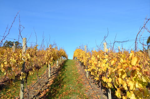 Between The Vines Cellar Door - Accommodation Sydney 1