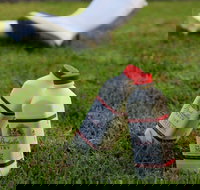 Bodalla Dairy - Cheese Milk and Ice Cream Factory and Cafe - Accommodation Sydney