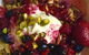 Salingers Cafe - thumb 11