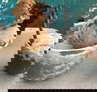 Roho Bure Vegan Ice Cream - Accommodation Sydney