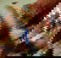 Elizabeth Park Fish Chips  Chicken - Accommodation Sydney