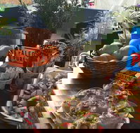 Island fruit Barn - Accommodation Sydney