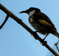 Ivy Cottage - Accommodation Sydney