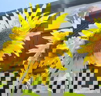 Numinbah Valley Fudge - Accommodation Sydney