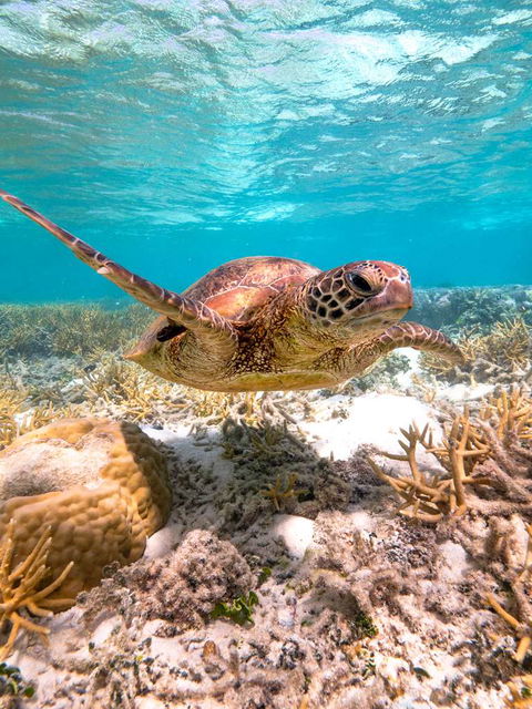 Heron Island Resort - Sydney 4u 0