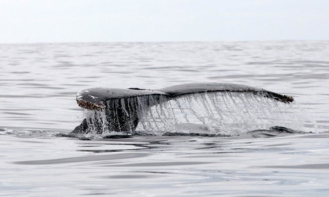 Mollymook Beach Waterfront - Sydney Resort 19