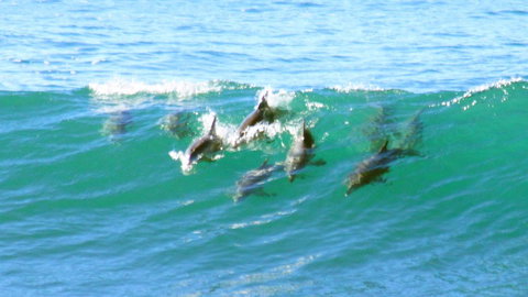 Mollymook Beach Waterfront - Sydney Resort 4