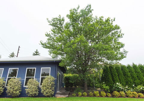 S T U D I O 22 Peaceful Retreat With Garden Views - Sydney 4u 11