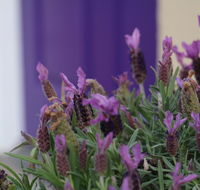 The Purple Door on Seaview - Sydney 4u