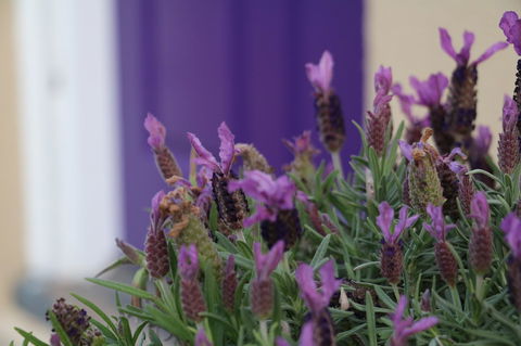 The Purple Door On Seaview - Sydney 4u 0
