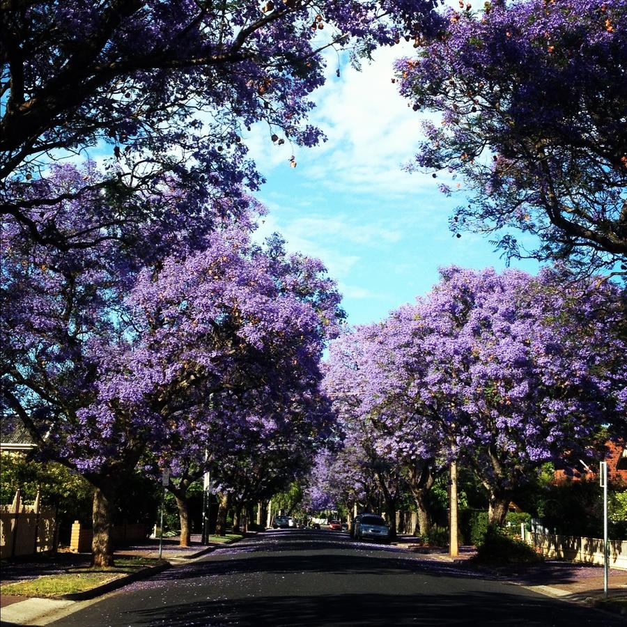 Goodwood SA Sydney 4u