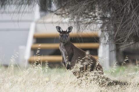 Sea Dragon Kangaroo Island - Accommodation Sydney 12