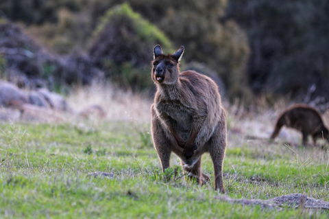 Sea Dragon Kangaroo Island - Accommodation Sydney 26