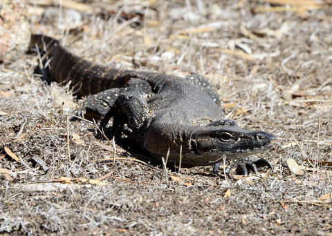 Sea Dragon Kangaroo Island - Accommodation Sydney 24