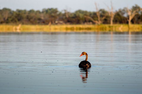 Discovery Parks - Lake Bonney - Sydney 4u 36