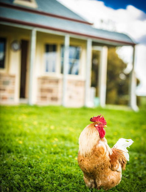 Barossa Vineyard Cottages - Sydney 4u 39