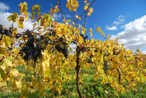 Novotel Barossa Valley Resort - Sydney 4u 10