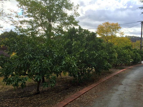 Vineyard Cottage BnB - Sydney 4u 11