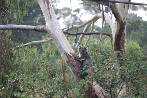 Pirralilla Estate Adelaide Hills - Sydney 4u 24