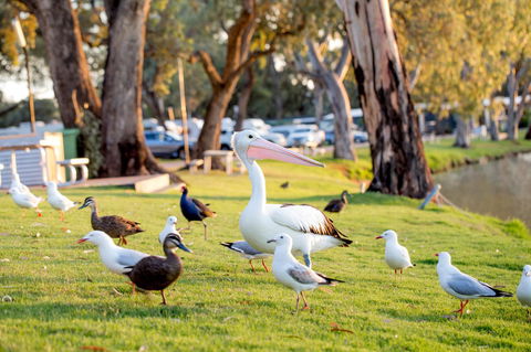 BIG4 Renmark Riverfront Holiday Park - Sydney 4u 9