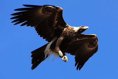 Eagles Range - Sydney 4u 16