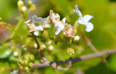 Augusta Courtyard Motel - Sydney Resort 11