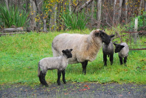 Back Valley Farmstay Bed And Breakfast - Sydney 4u 13