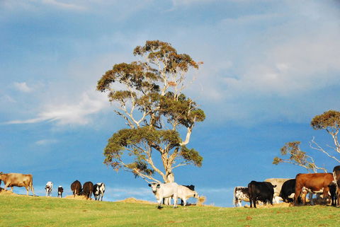 Back Valley Farmstay Bed And Breakfast - Sydney 4u 18