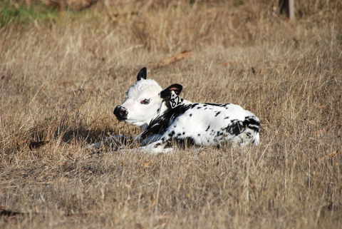 Back Valley Farmstay Bed And Breakfast - Sydney 4u 12