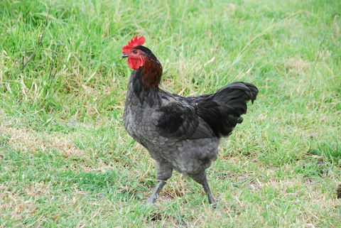 Back Valley Farmstay Bed And Breakfast - Sydney 4u 17