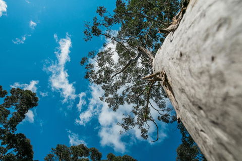 The Floating Forest - Sydney 4u 36