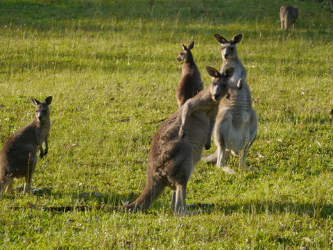 Dungowan Holiday Accommodation - Sydney 4u 27
