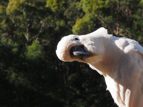 Bundle Hill Cottages - Sydney Resort 1