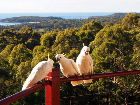 Bundle Hill Cottages - Sydney Resort 2