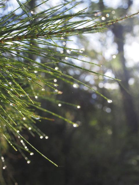 Bundle Hill Cottages - Sydney Resort 5