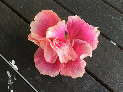 Hat Head Beach Cottage 1 - Accommodation Sydney 1