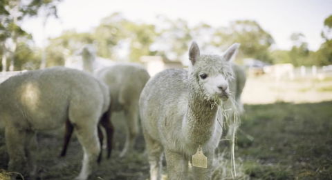 The Woods Farm Jervis Bay - Sydney 4u 12