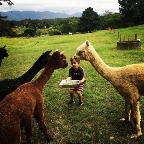 The Lodge Bellingen - Accommodation Sydney 44