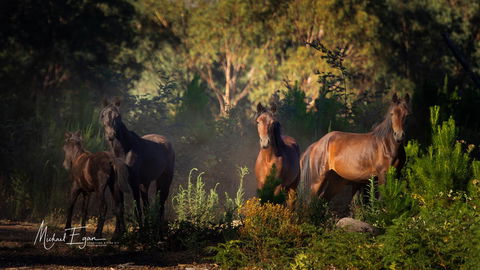 Pound Creek Gallery - Sydney 4u 18
